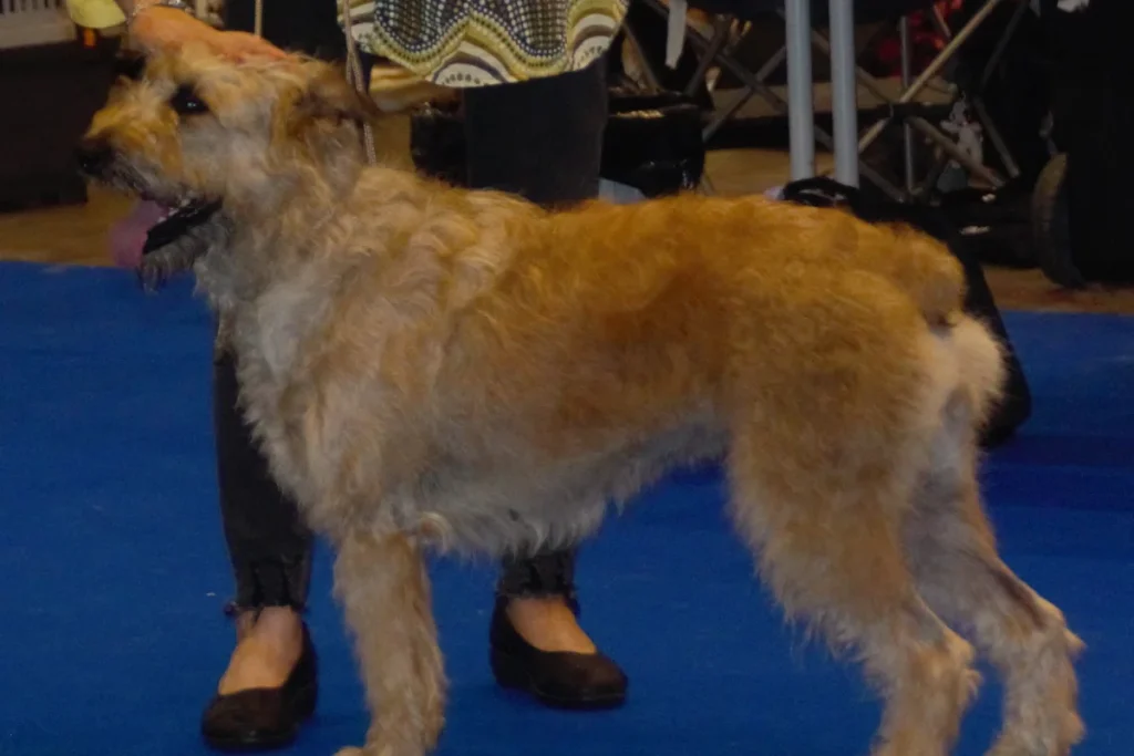 BOUVIER DES ARDENNES