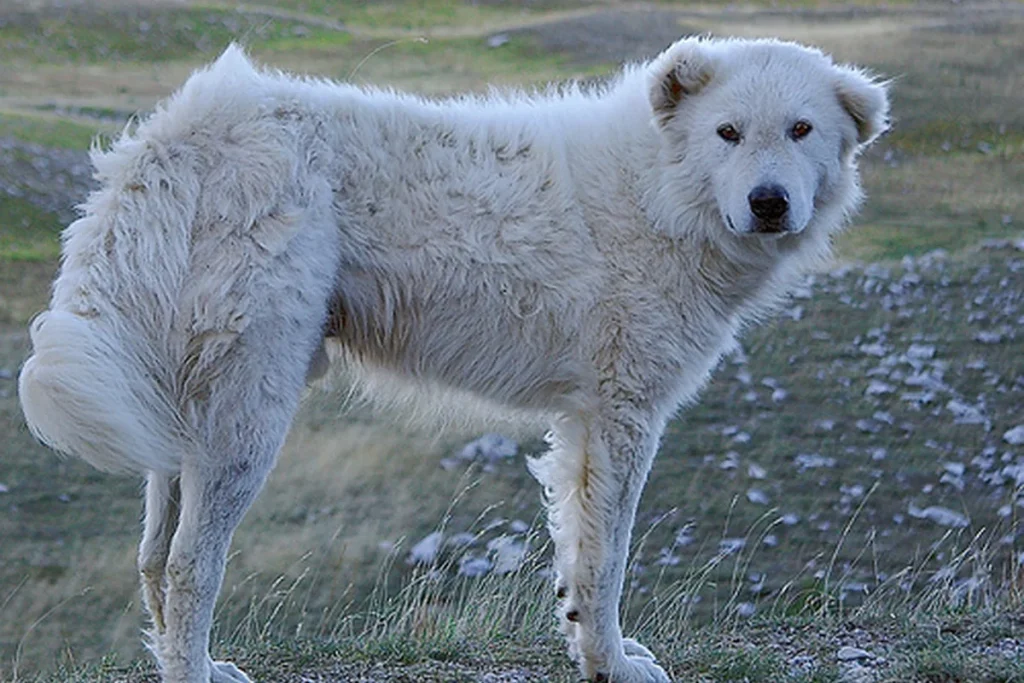 ABRUZZES AND MAREMMA SHEPHERD DOG