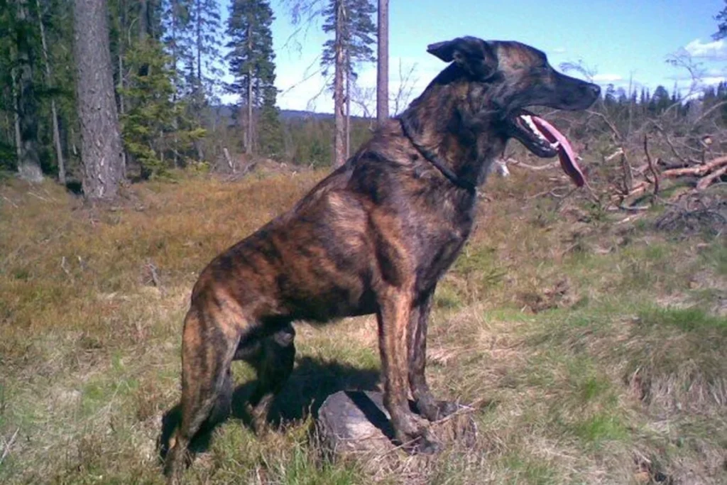 DUTCH SHEPHERD DOG