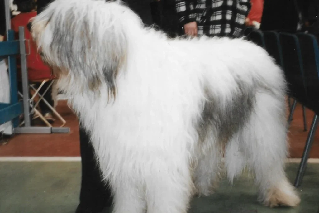 SOUTH RUSSIAN SHEPHERD DOG