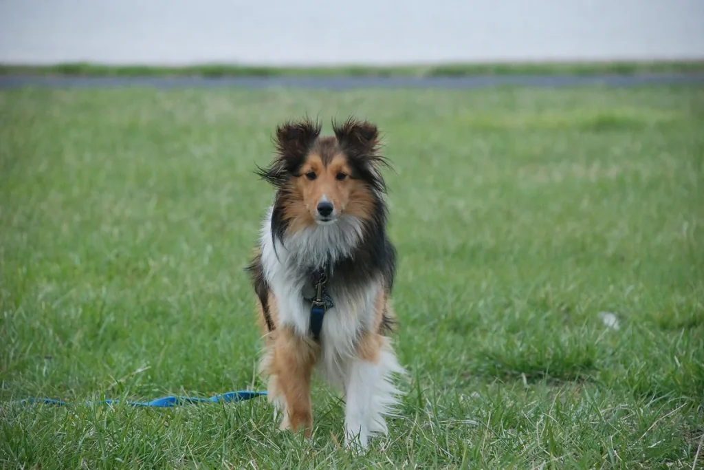 SHETLAND SHEEPDOG