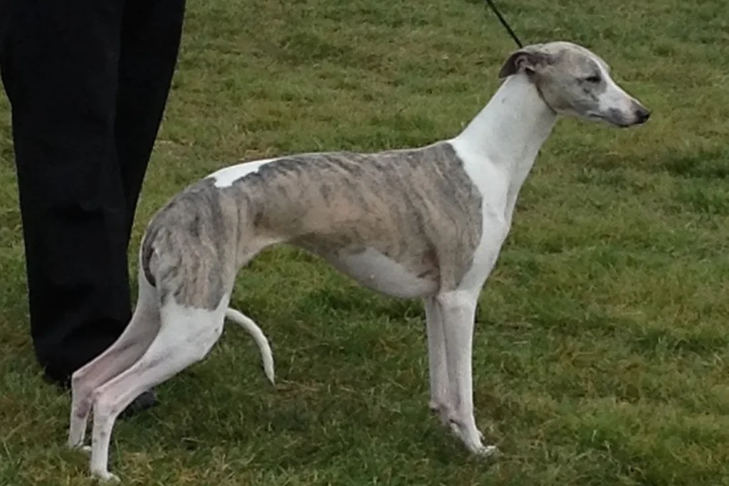 WHIPPET - FCI Group 10