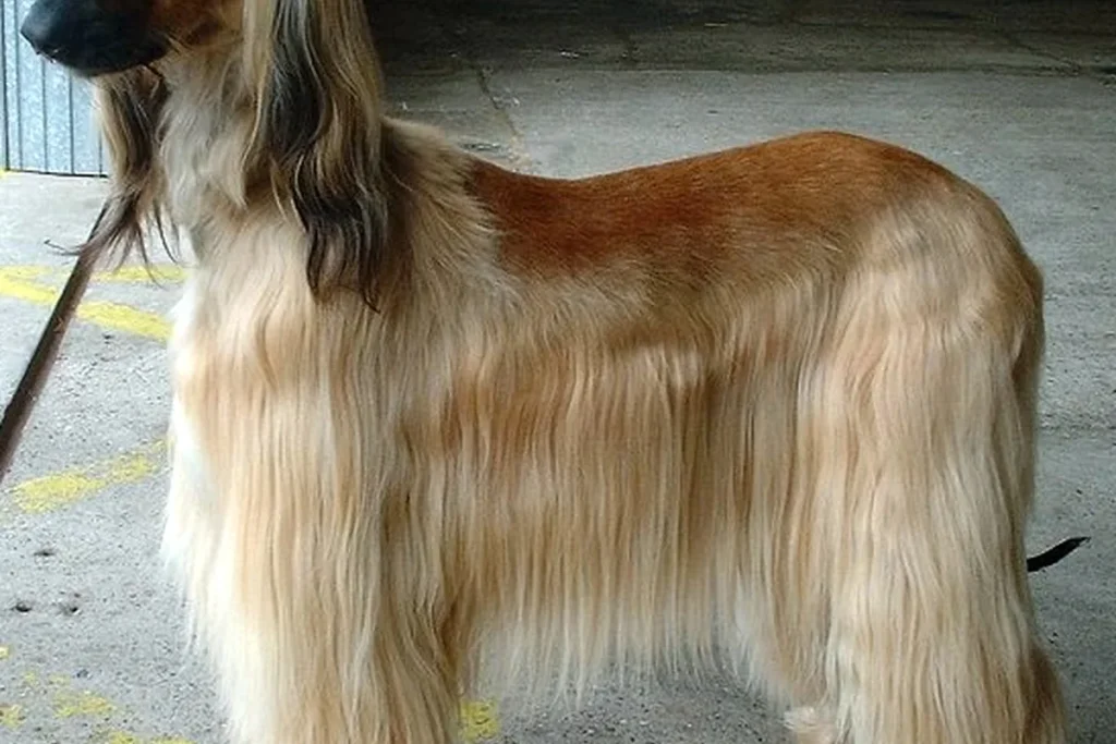 AFGHAN HOUND - FCI Group 10