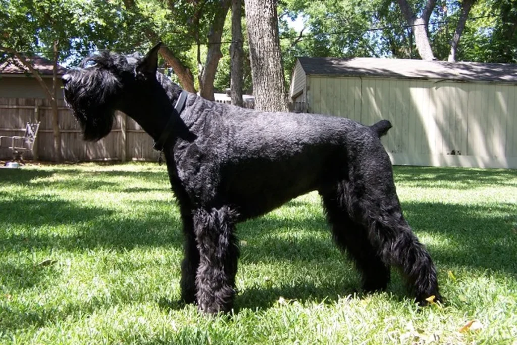 GIANT SCHNAUZER