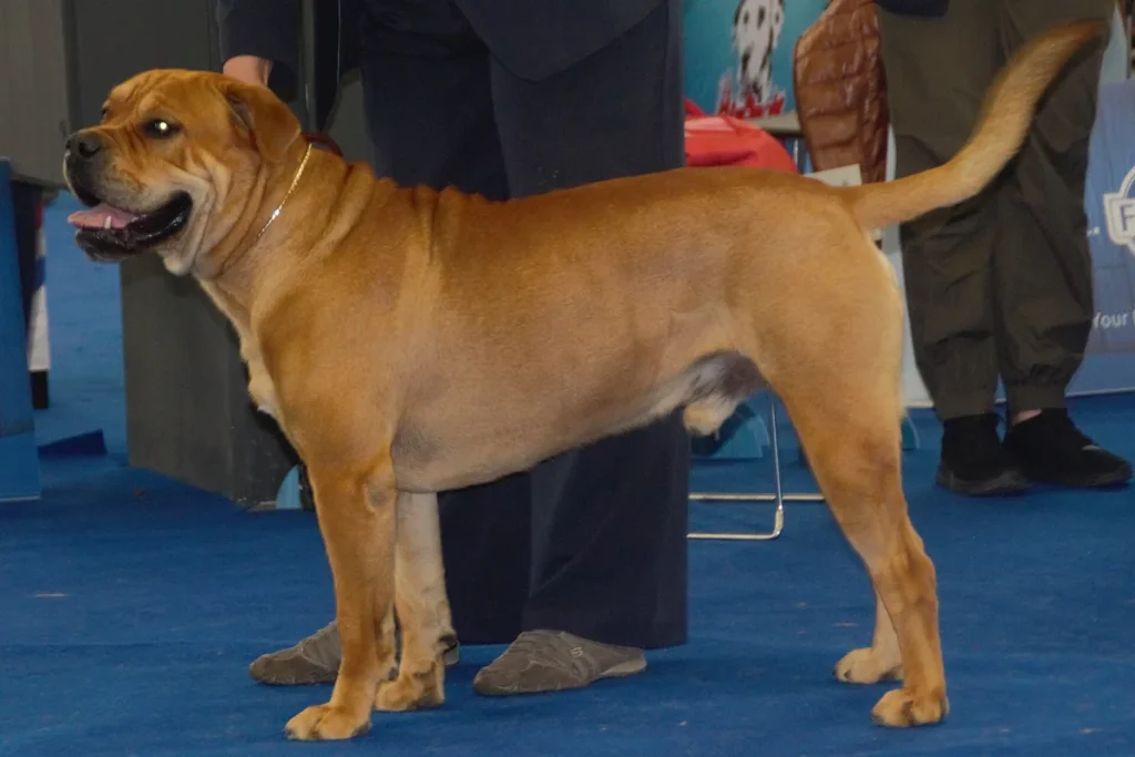 MAJORCA MASTIFF