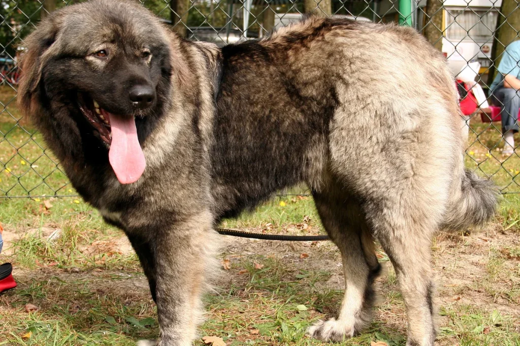 CAUCASIAN SHEPHERD DOG
