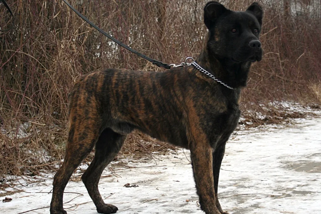 SAINT MIGUEL CATTLE DOG