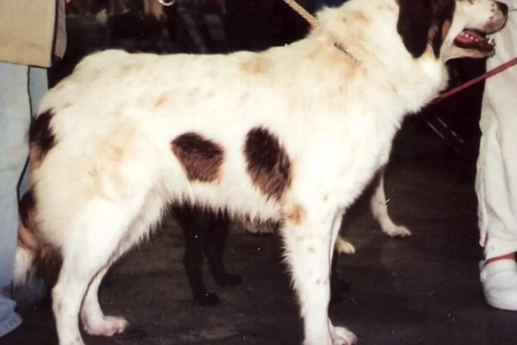 BOSNIAN AND HERZEGOVINIAN – CROATIAN SHEPHERD DOG
