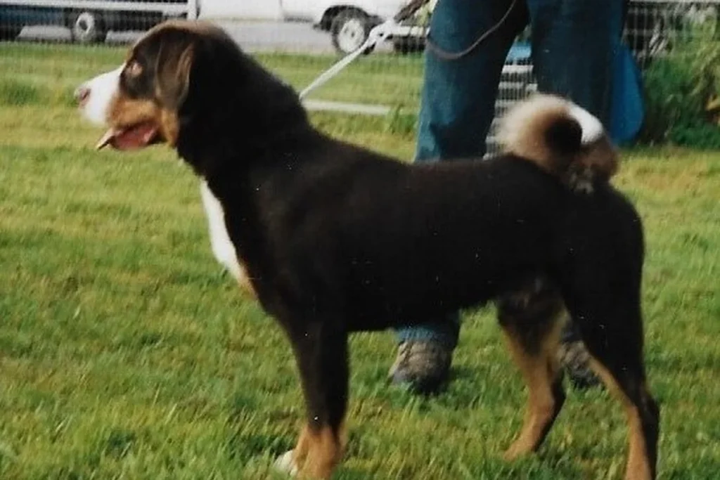 APPENZELL CATTLE DOG