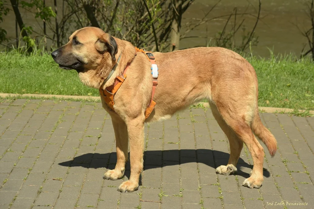 SPANISH MASTIFF