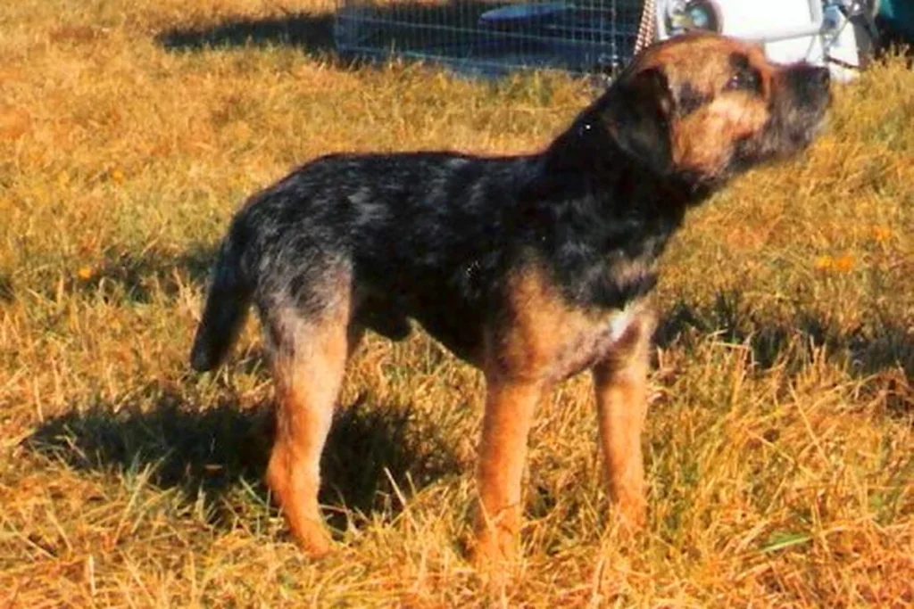 BORDER TERRIER