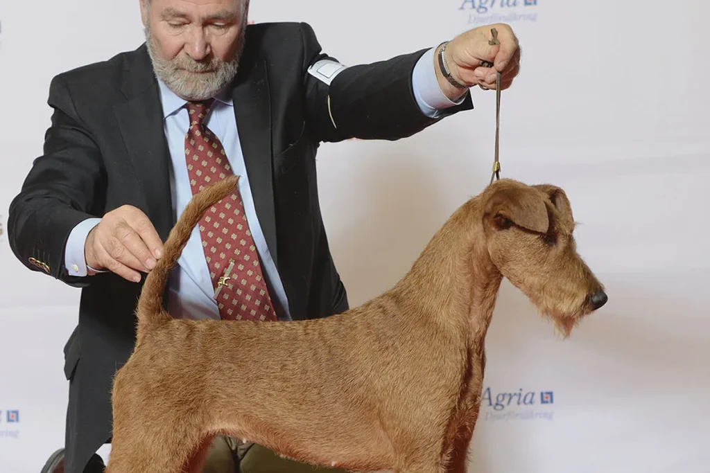 IRISH TERRIER