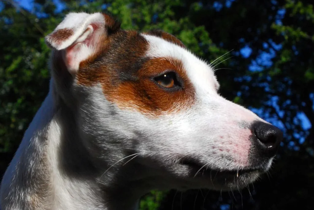 JACK RUSSELL TERRIER