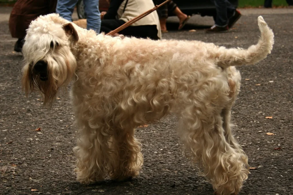 IRISH SOFT COATED WHEATEN TERRIER