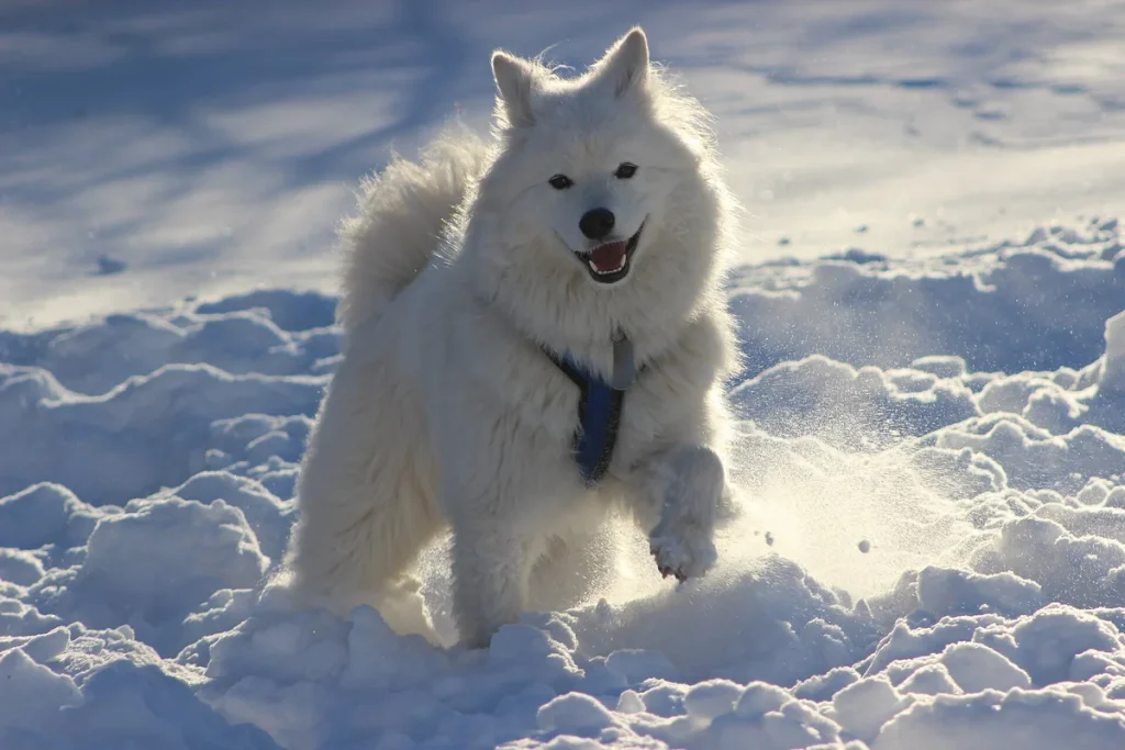 SAMOYED - FCI Group 5