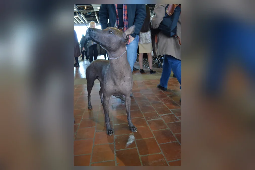 XOLOITZCUINTLE - FCI Group 5