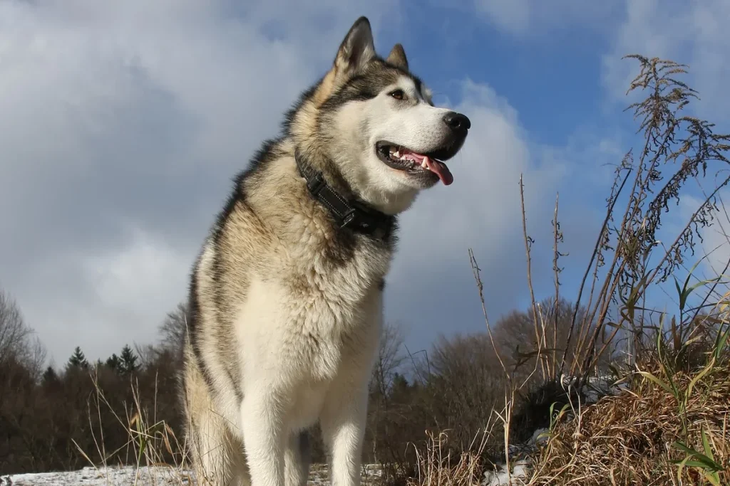 ALASKAN MALAMUTE - FCI Group 5