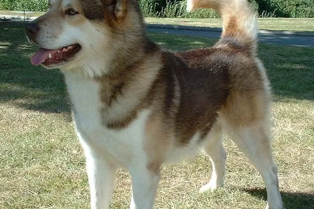 GREENLAND DOG - FCI Group 5