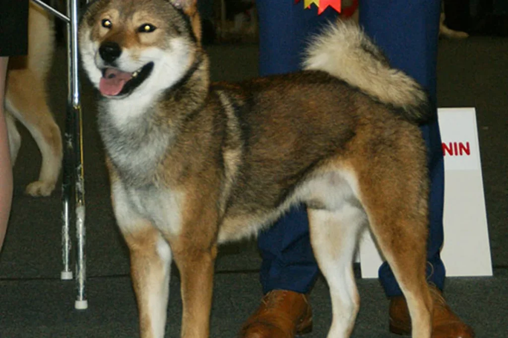 SHIKOKU - FCI Group 5
