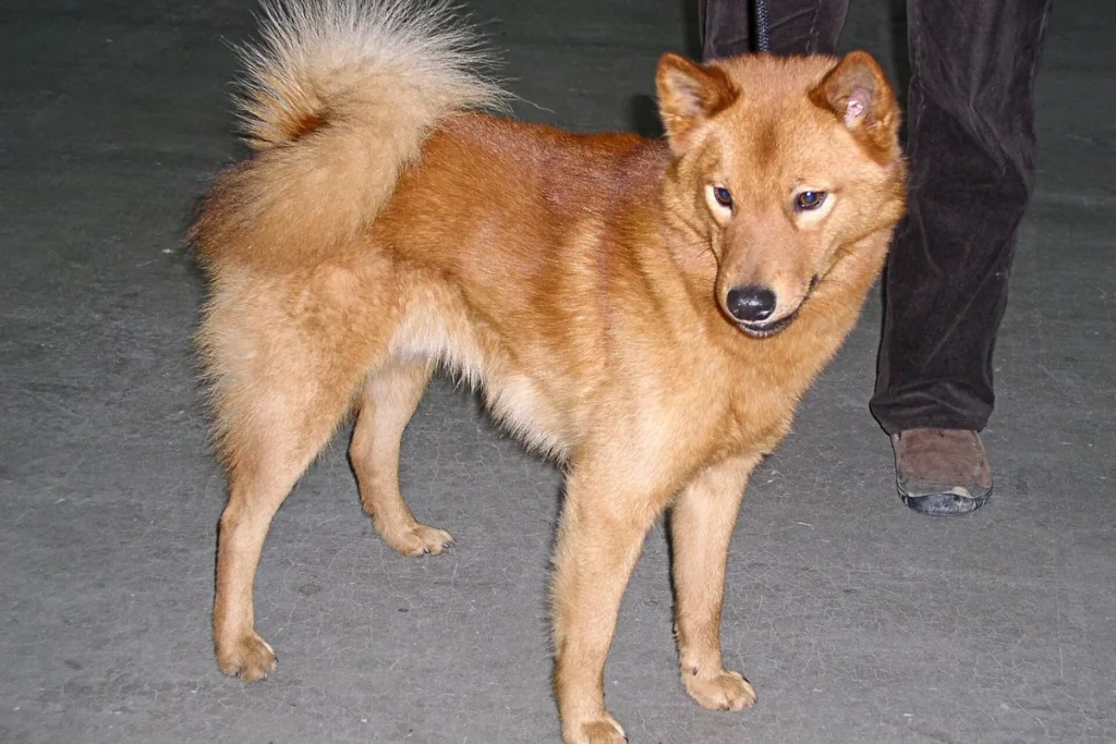 FINNISH SPITZ - FCI Group 5