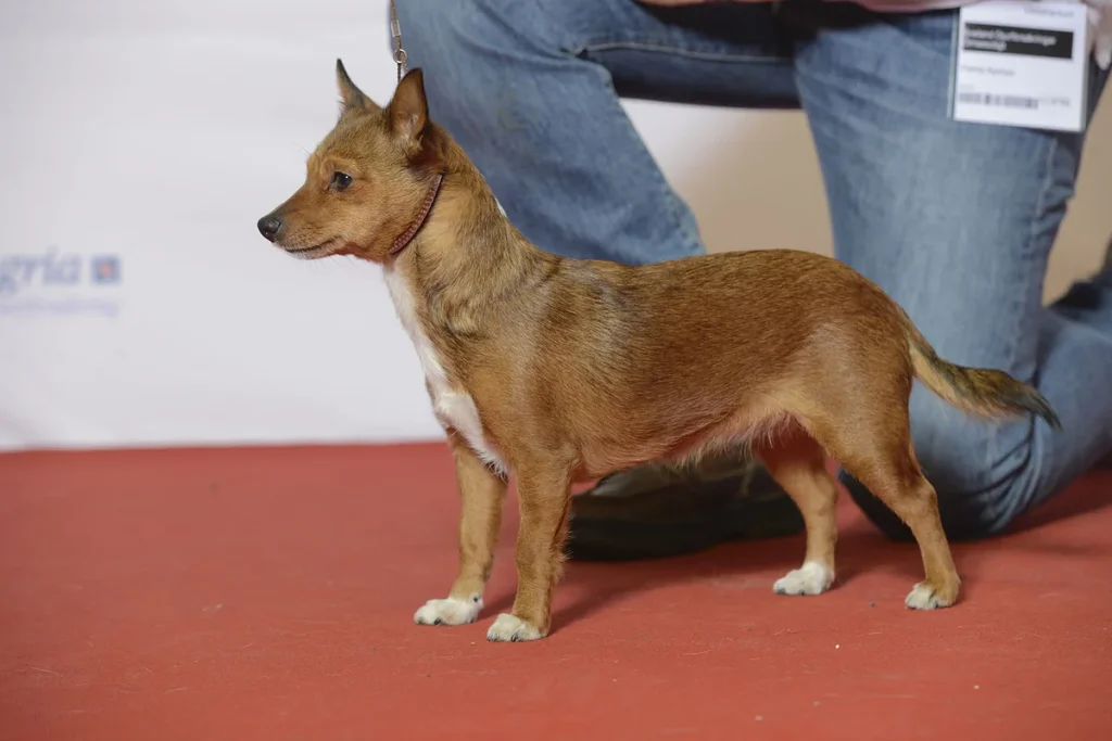 PORTUGUESE WARREN HOUND-PORTUGUESE PODENGO - FCI Group 5