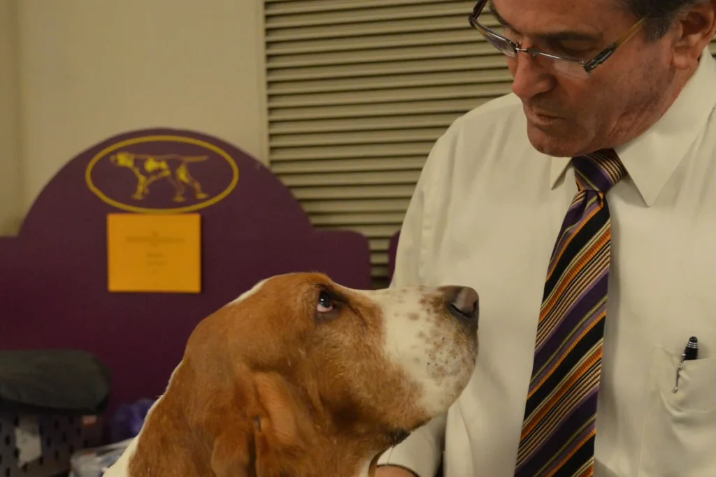 BASSET HOUND - FCI Group 6