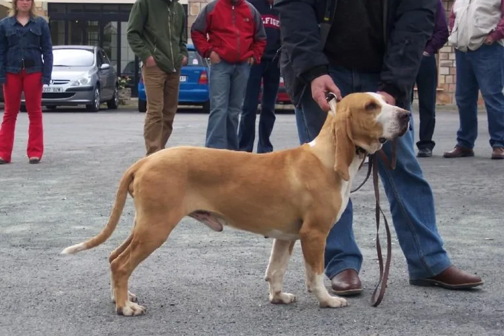 SPANISH HOUND - FCI Group 6