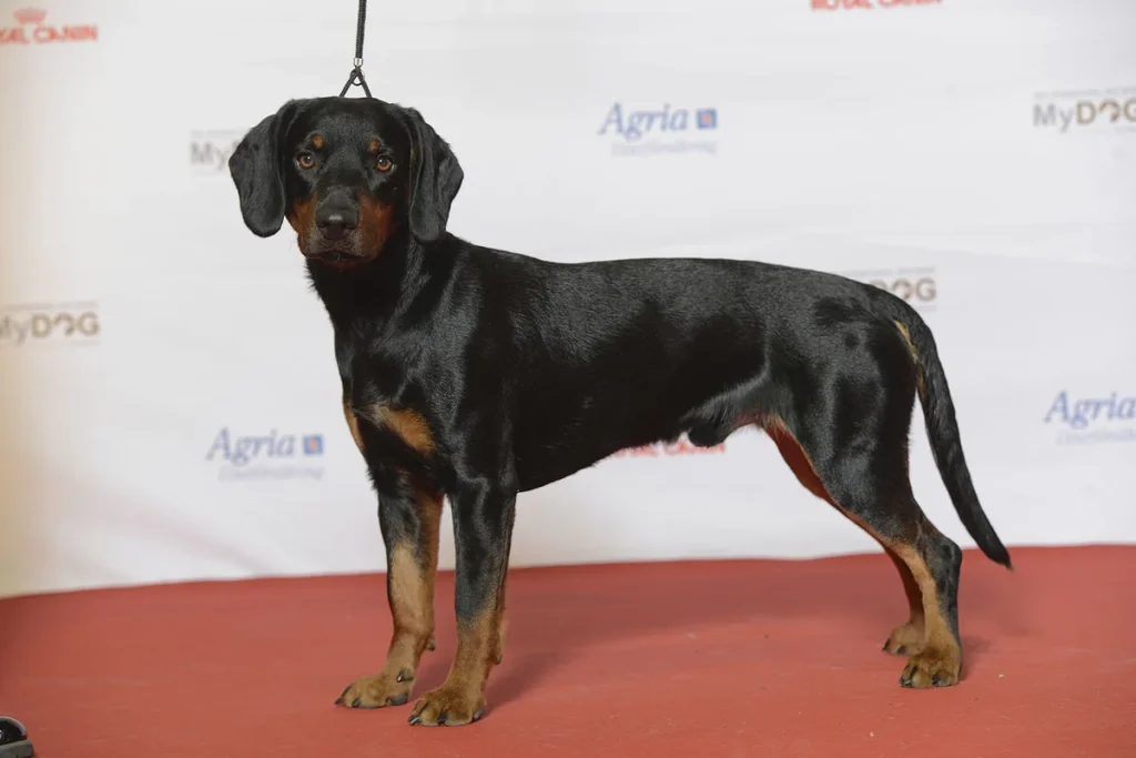 SLOVAKIAN HOUND - FCI Group 6