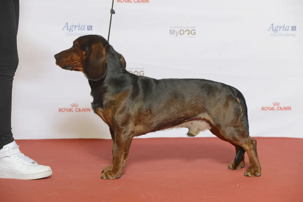 ALPINE DACHSBRACKE - FCI Group 6
