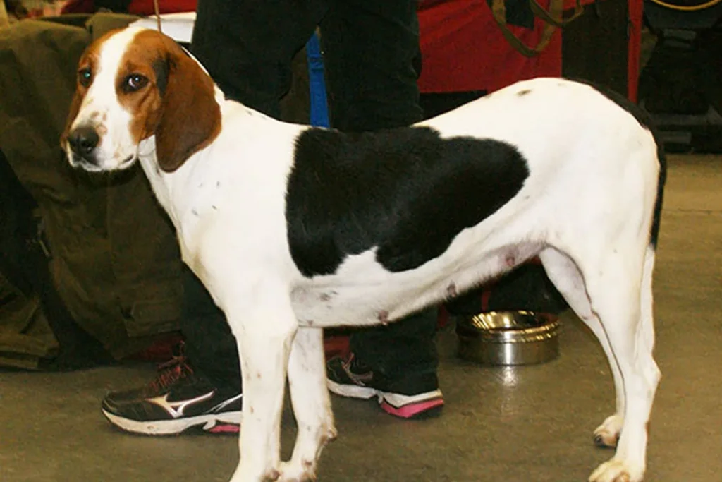 HALDEN HOUND - FCI Group 6
