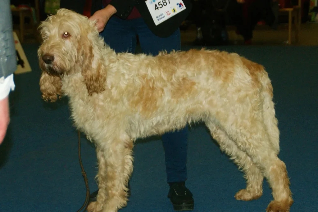 GRAND GRIFFON VENDEEN - FCI Group 6