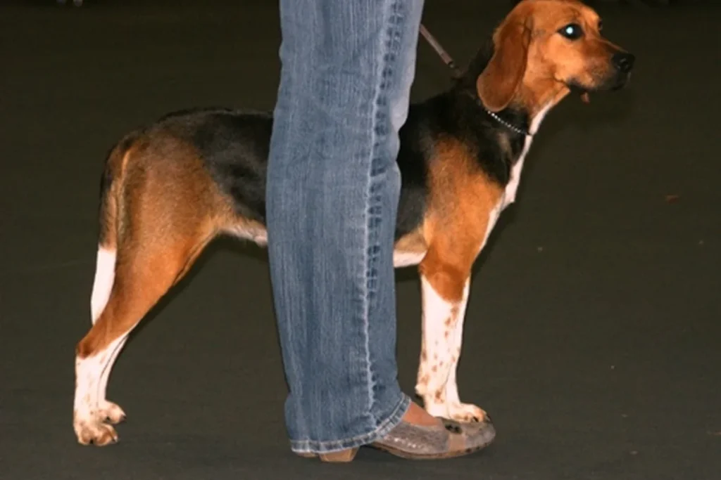 BEAGLE HARRIER - FCI Group 6