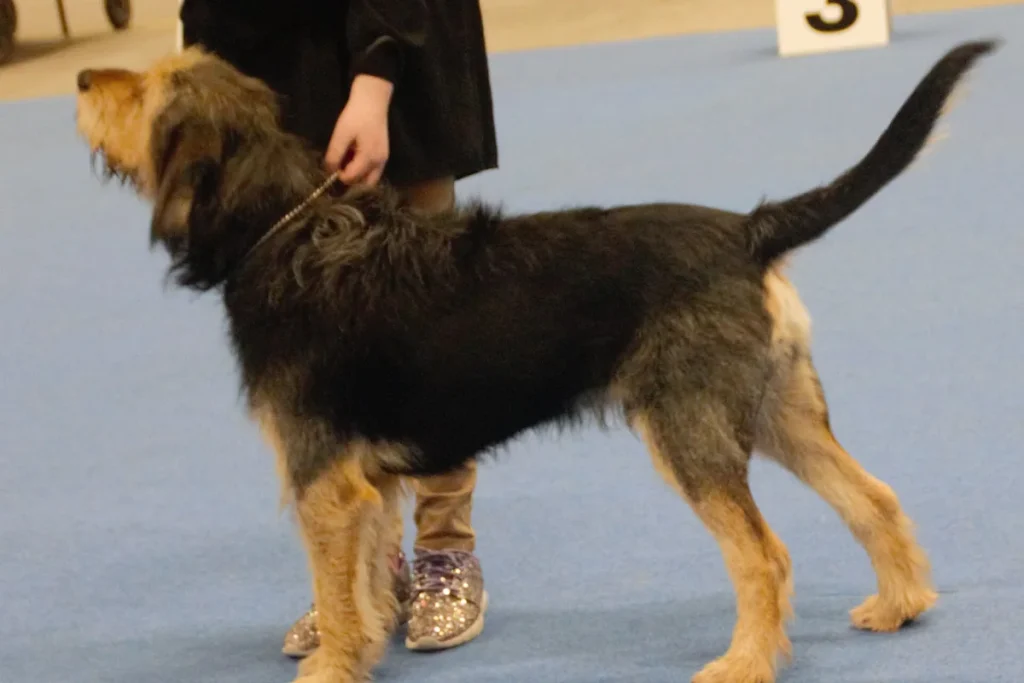 OTTERHOUND - FCI Group 6