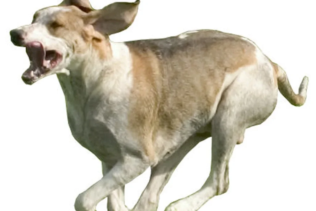 FRENCH WHITE AND ORANGE HOUND - FCI Group 6