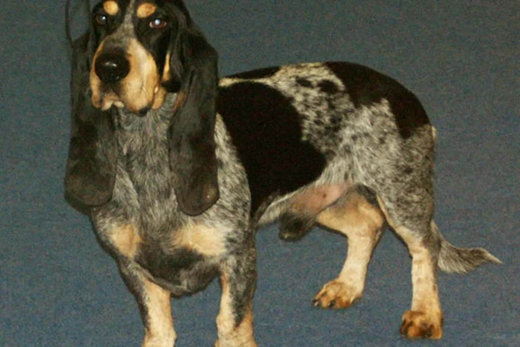 BLUE GASCONY BASSET - FCI Group 6