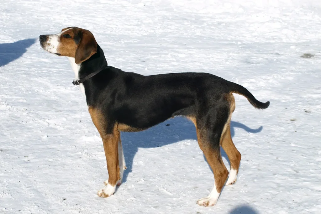FINNISH HOUND - FCI Group 6