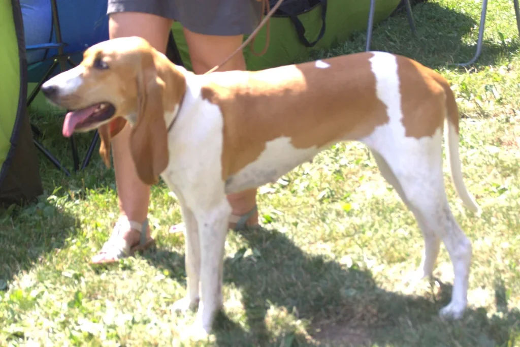 SWISS HOUND - FCI Group 6