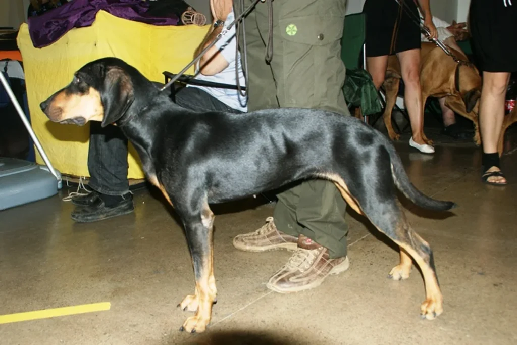 AUSTRIAN BLACK AND TAN HOUND - FCI Group 6
