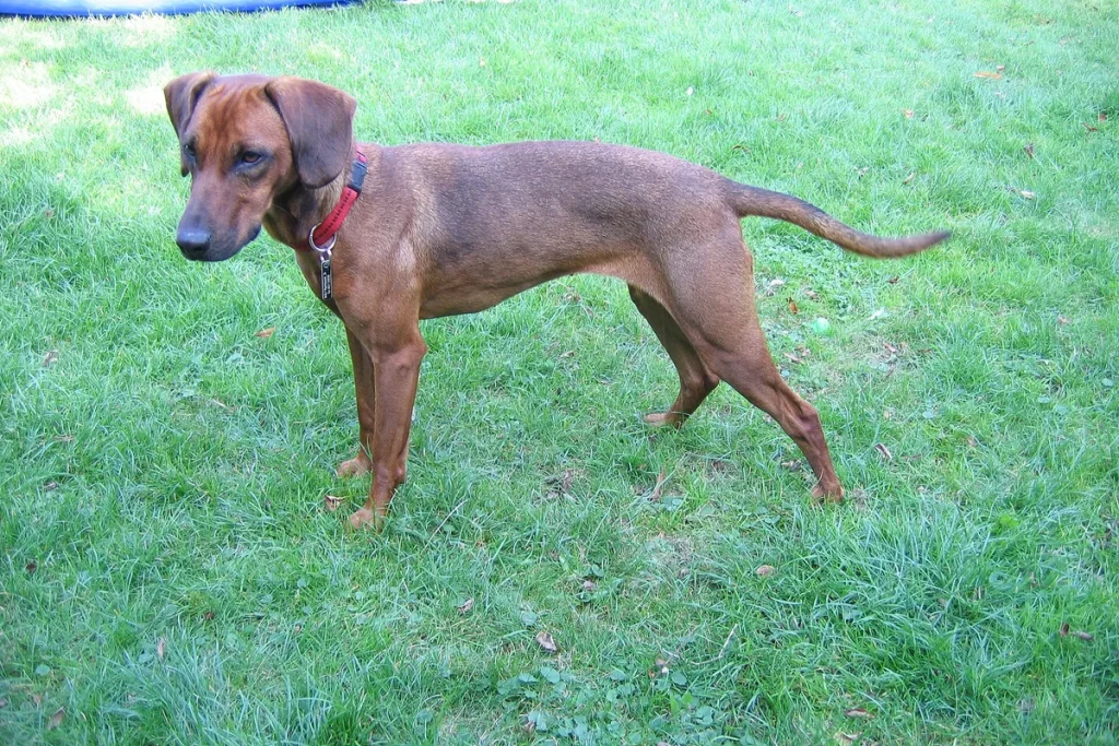 TYROLEAN HOUND - FCI Group 6