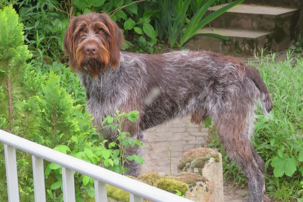 WIRE-HAIRED POINTING GRIFFON KORTHALS - FCI Group 7