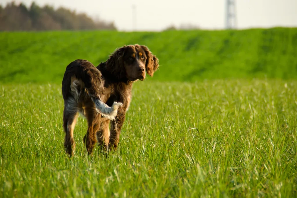 PICARDY SPANIEL - FCI Group 7
