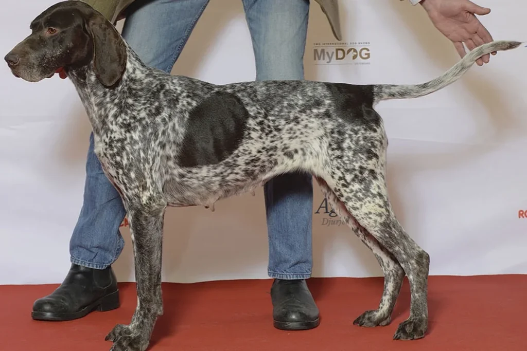 GERMAN SHORT- HAIRED POINTING DOG - FCI Group 7