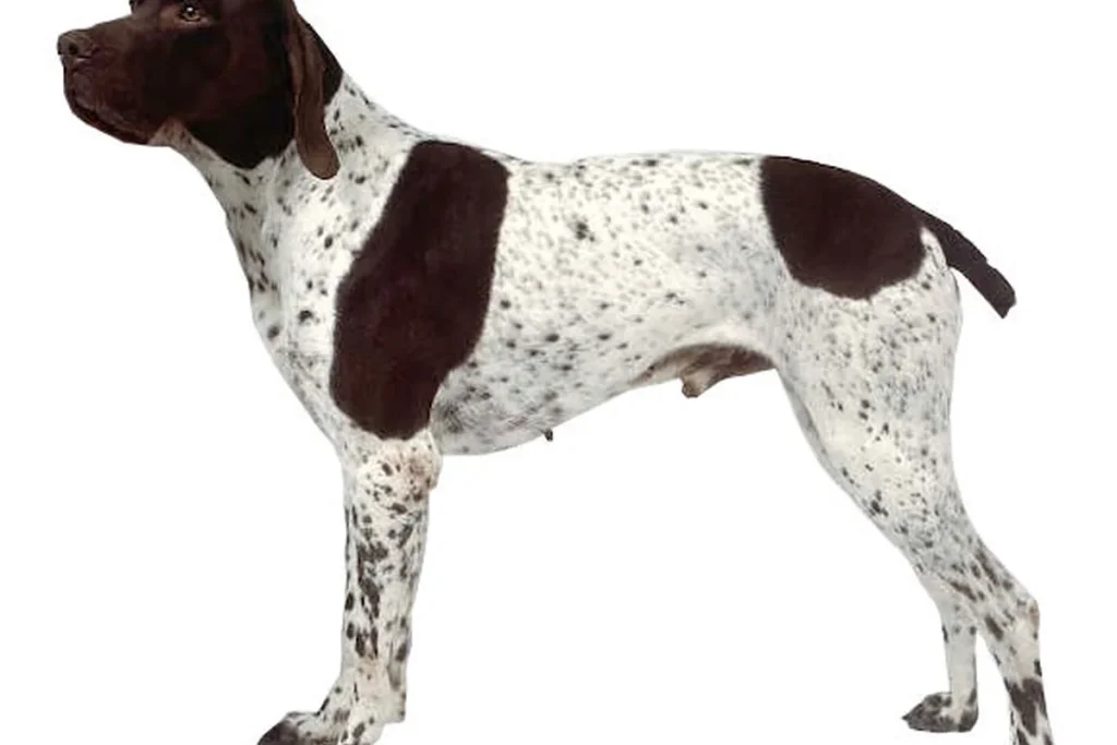 FRENCH POINTING DOG - GASCOGNE TYPE - FCI Group 7