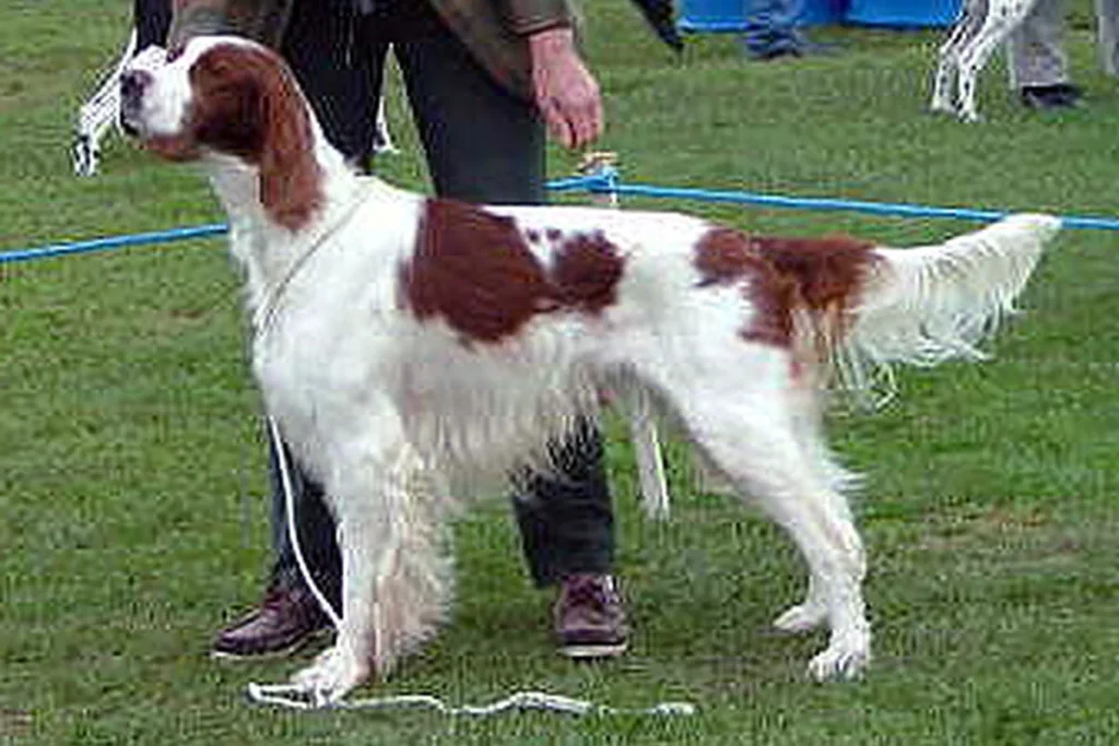 IRISH RED AND WHITE SETTER - FCI Group 7