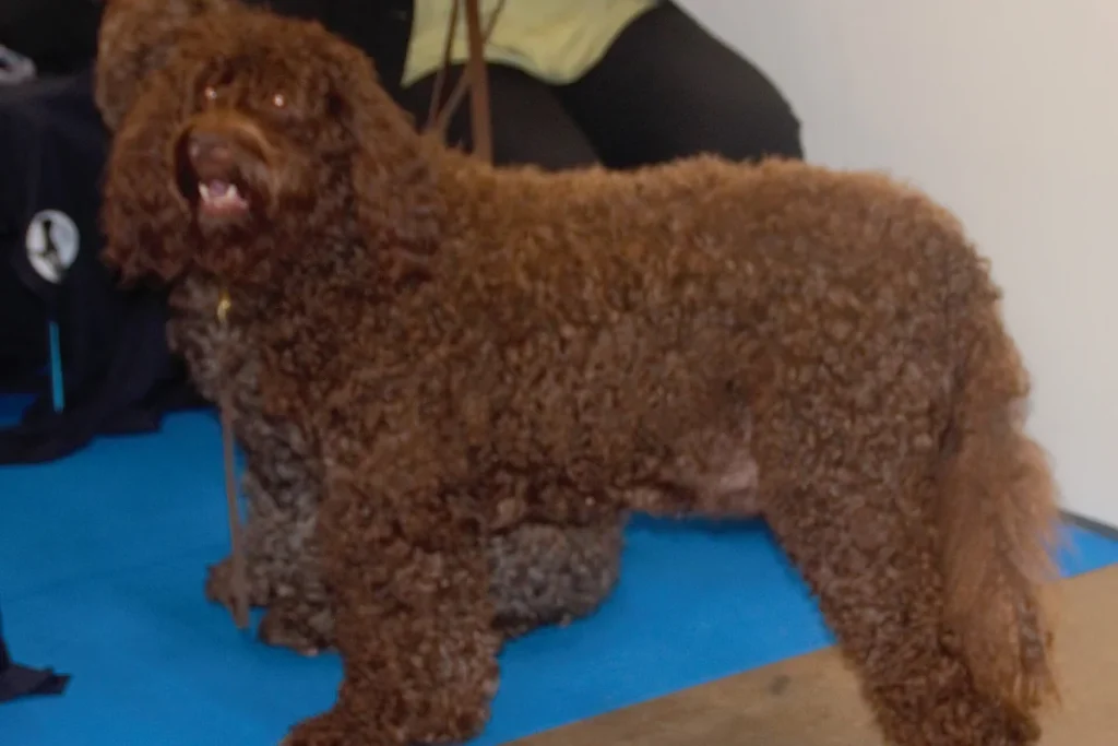 FRENCH WATER DOG - FCI Group 8