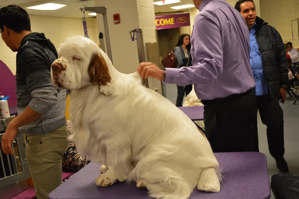 CLUMBER SPANIEL - FCI Group 8