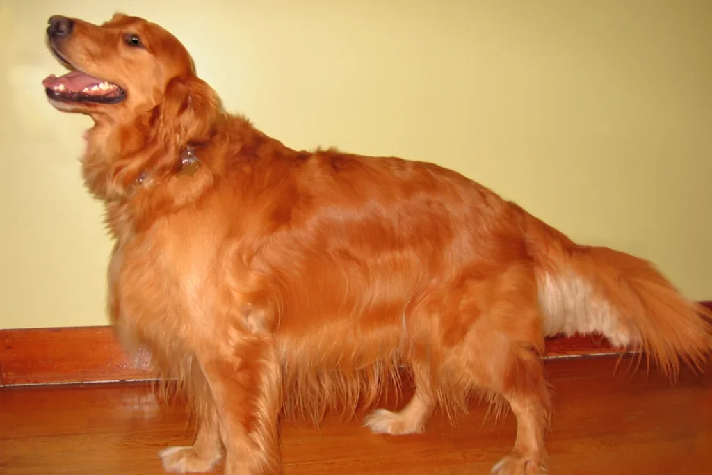 GOLDEN RETRIEVER - FCI Group 8