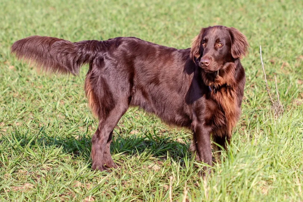 FLAT COATED RETRIEVER - FCI Group 8