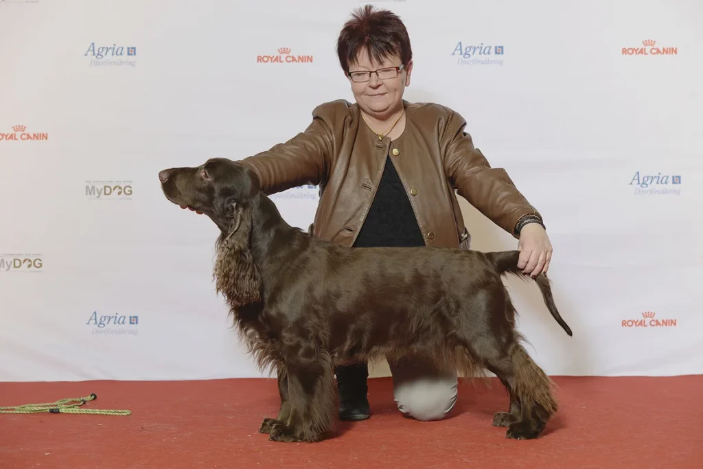 FIELD SPANIEL - FCI Group 8