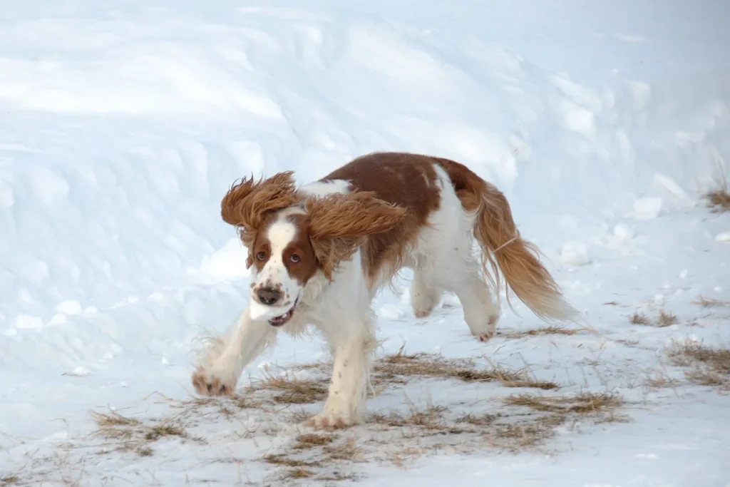 WELSH SPRINGER SPANIEL - FCI Group 8